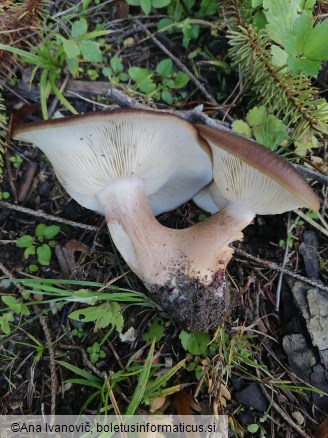 Lyophyllum loricatum