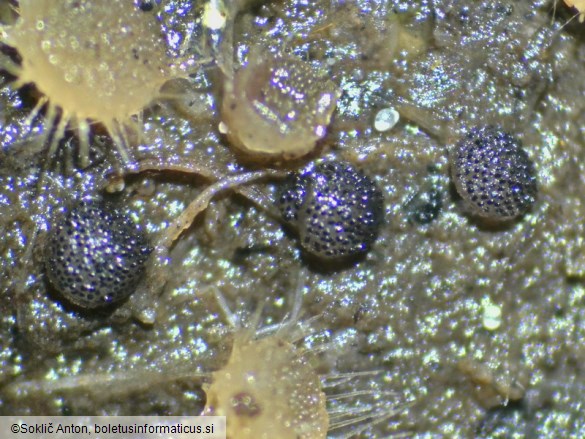 Saccobolus beckii