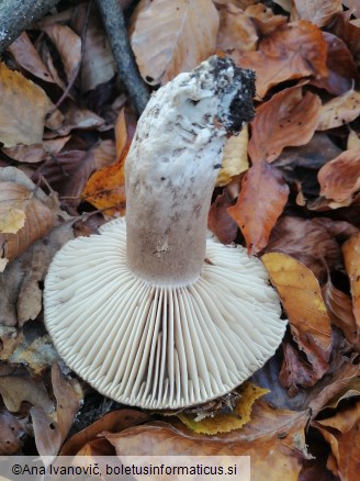 Russula nigricans