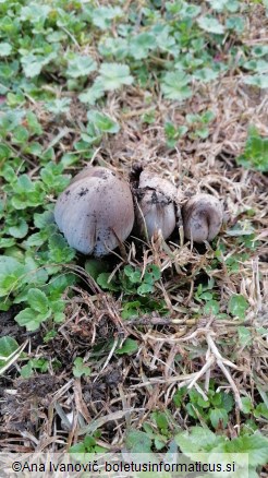 Coprinopsis atramentaria