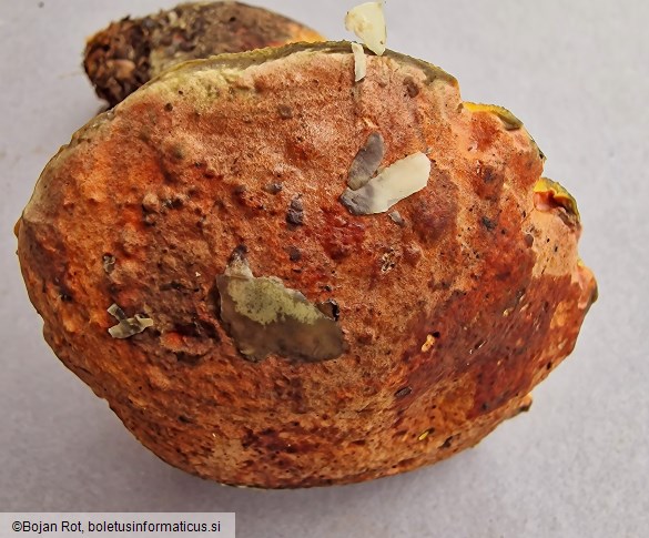 Suillellus queletii