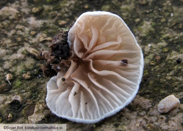 Crepidotus cesatii var. cesatii