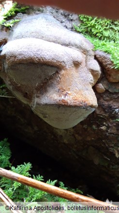 Phellinus chrysoloma