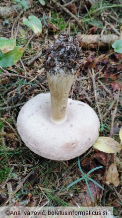 Tylopilus felleus