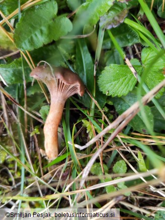 Chroogomphus rutilus