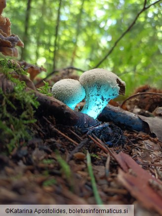 Lycoperdon perlatum