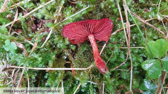 Cortinarius sanguineus