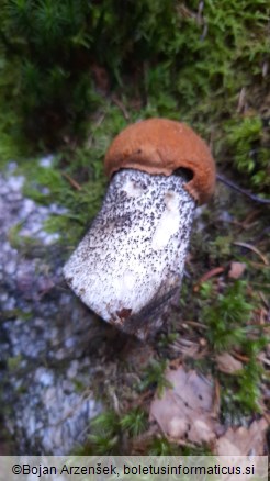 Leccinum versipelle