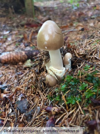 Amanita pachyvolvata