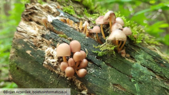 Mycena renati