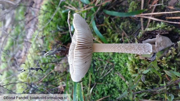 Amanita battarrae