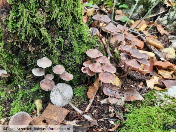 Mycena polygramma