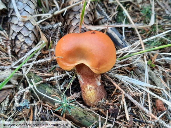 Suillus grevillei