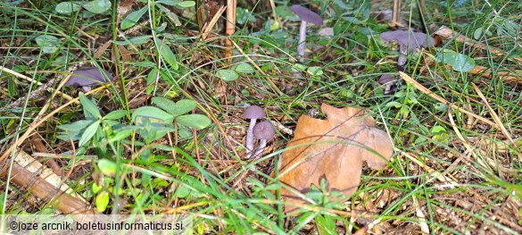 Laccaria amethystina