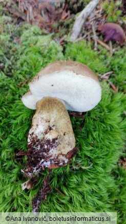 Tylopilus felleus