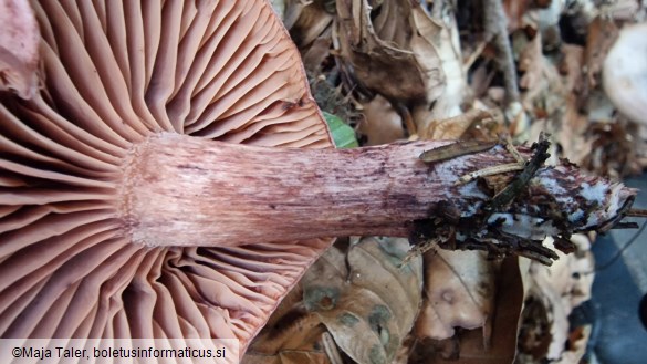Hygrophorus capreolarius