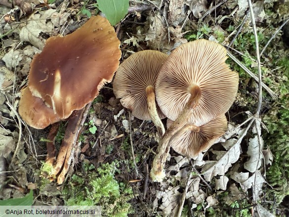 Kuehneromyces mutabilis