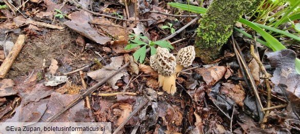 Morchella americana