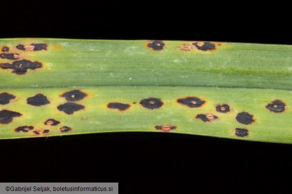Puccinia allii