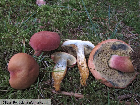 Rheubarbariboletus armeniacus