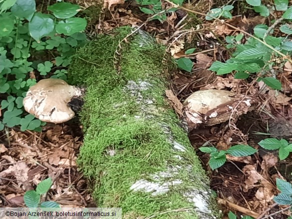 Fomitopsis betulina