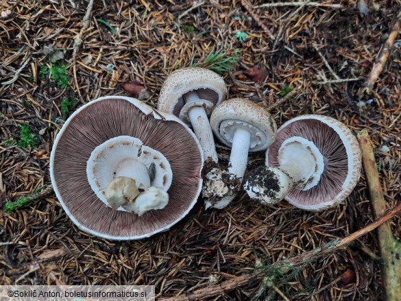 Agaricus sylvaticus