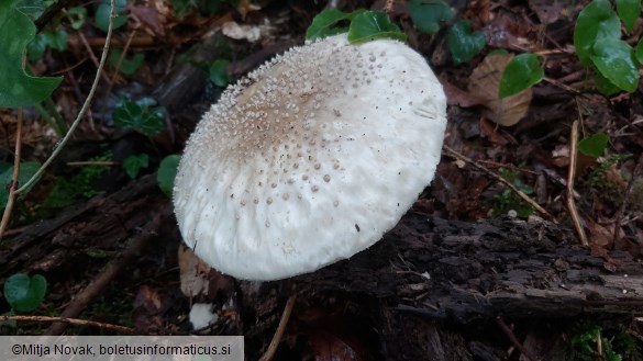 Amanita echinocephala