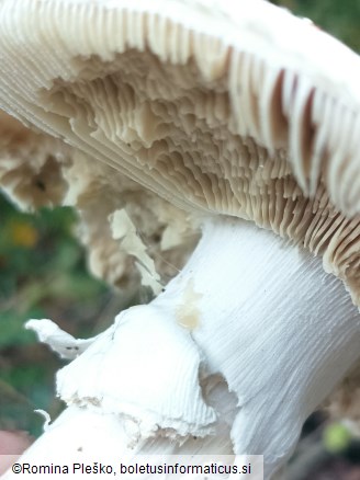 Amanita echinocephala