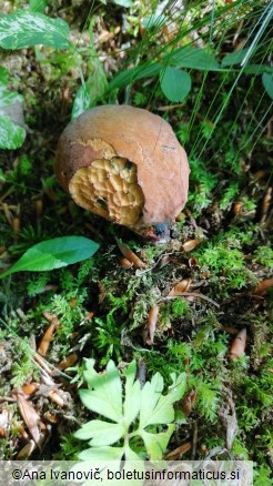 Boletus queletii