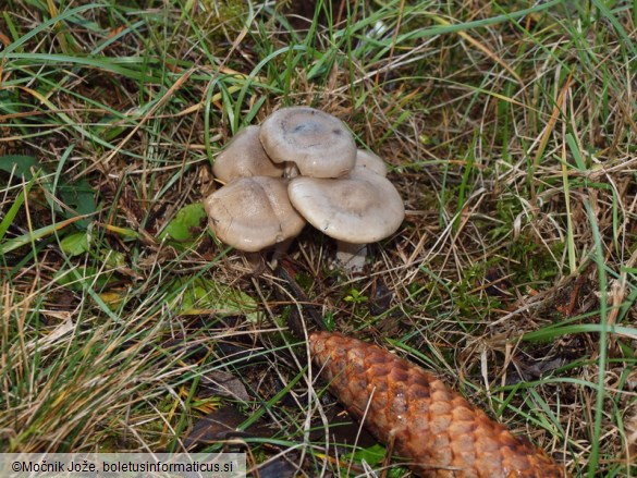 Hygrophorus agathosmus