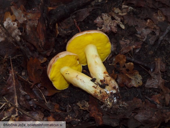 Aureoboletus gentilis