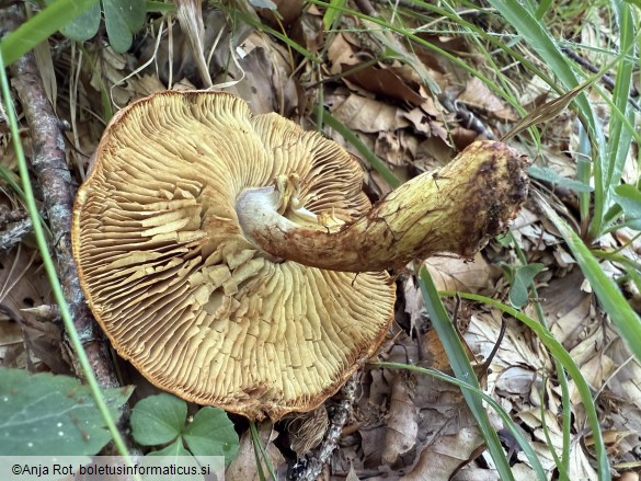 Calonarius odorifer