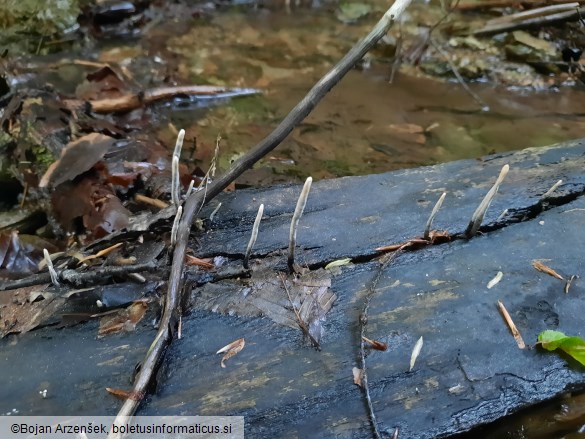 Xylaria hypoxylon