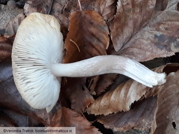 Tricholoma scalpturatum