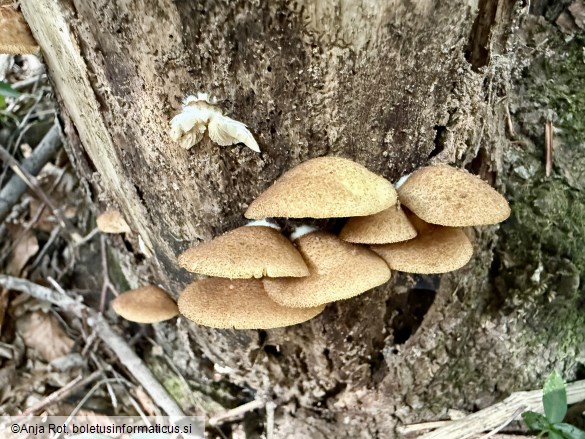 Crepidotus crocophyllus
