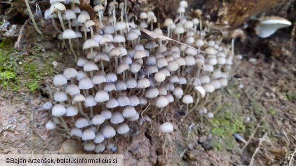 Coprinellus disseminatus