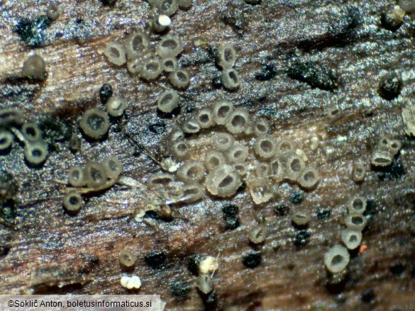 Olla millepunctata