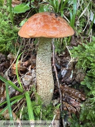 Leccinum aurantiacum