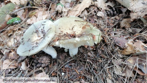 Russula heterophylla