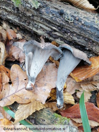 Craterellus cornucopioides