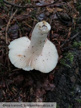 Russula virescens