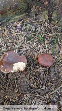 Boletus badius
