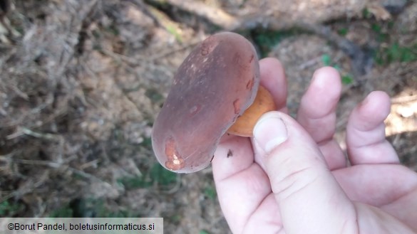 Lactarius volemus