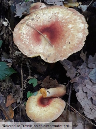 Tricholomopsis rutilans