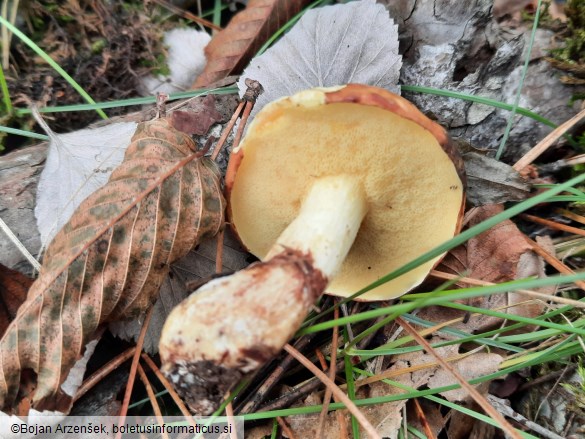 Suillus granulatus