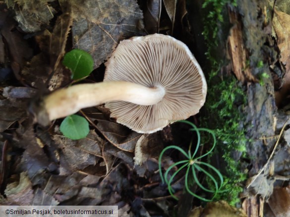 Inocybe corydalina