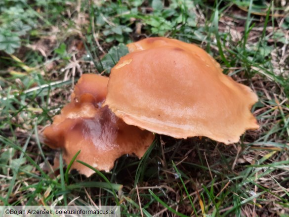 Suillus grevillei
