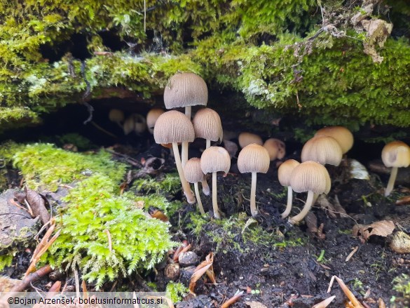 Coprinellus micaceus