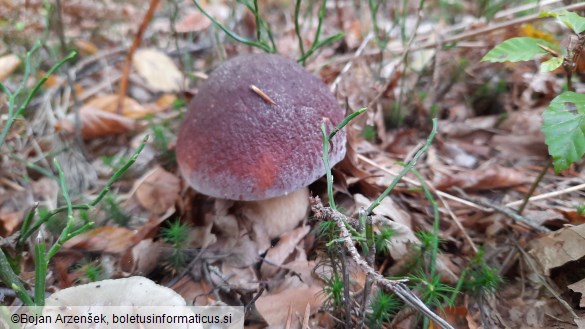 Boletus pinophilus