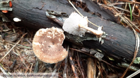 Polyporus brumalis